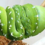 Aru Green Tree Python For Sale