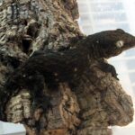 Dark Morph Leachianus Gecko For Sale