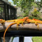 Crimson Albino Iguana For Sale