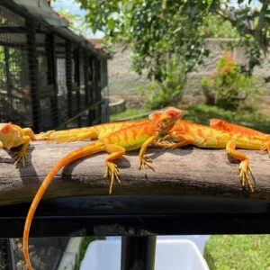 Crimson Albino Iguana For Sale