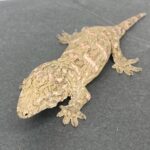 Leachianus Gecko For Sale