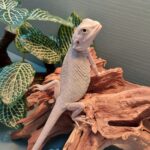 Milo
