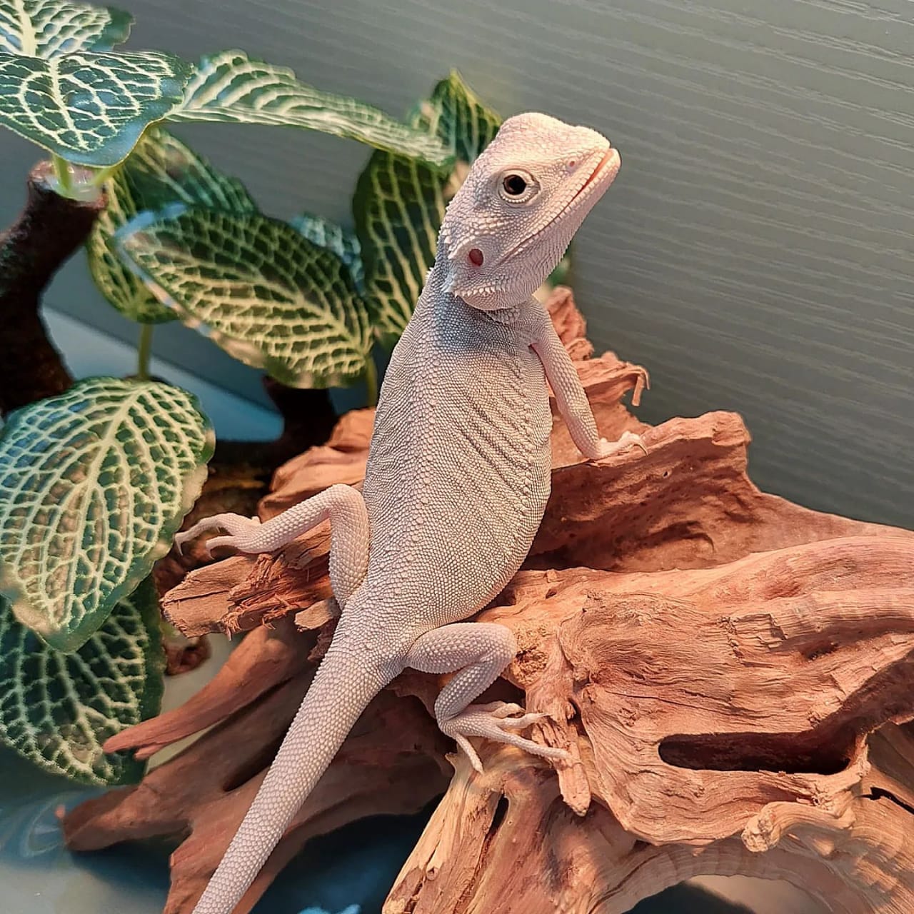 Milo