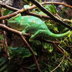 Parsons Chameleon For Sale