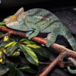 Orange Eyed Parsons Chameleon For Sale