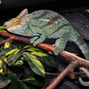 Orange Eyed Parsons Chameleon For Sale