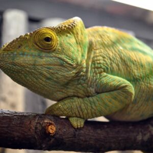 Yellow Giant Parsons Chameleon For Sale