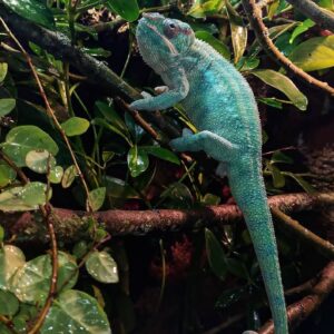 Ambilobe Panther Chameleon For Sale