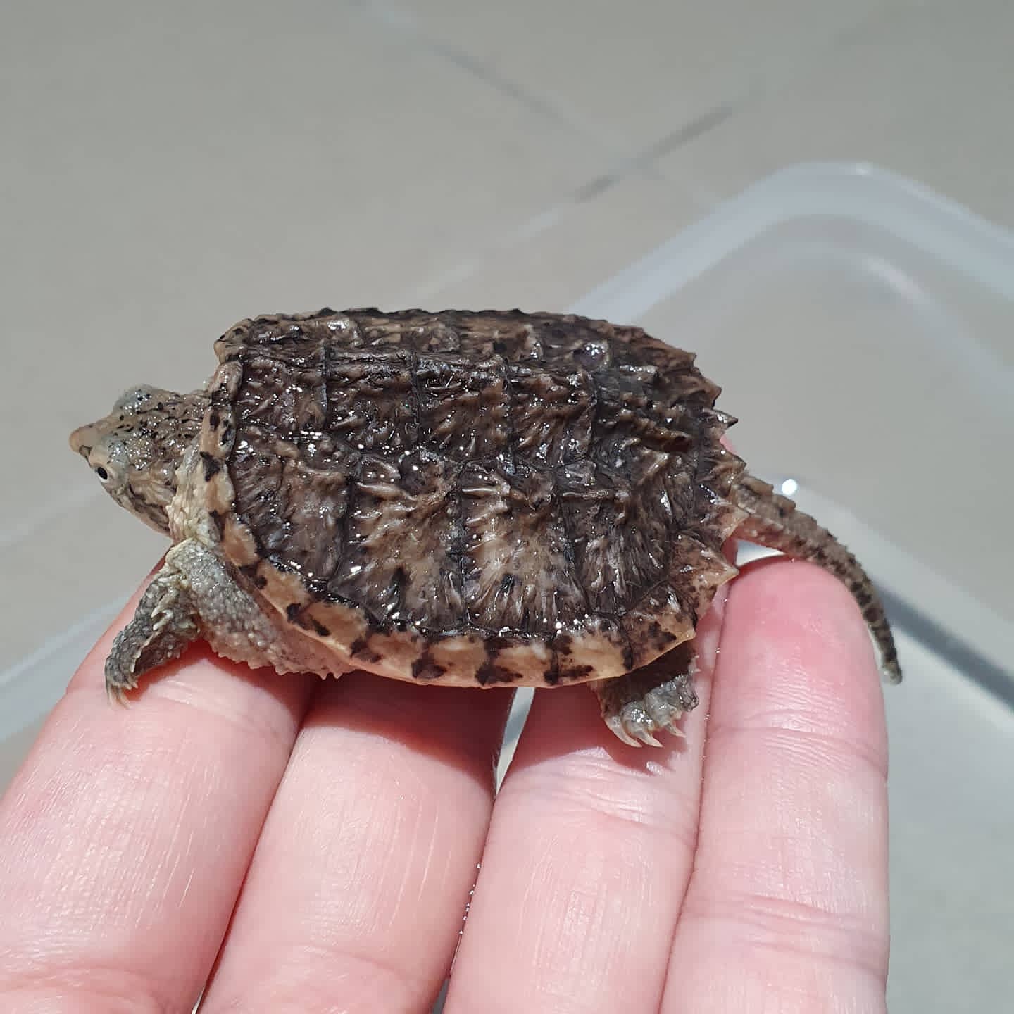 Hypo Snapping Turtle For Sale - Image 3