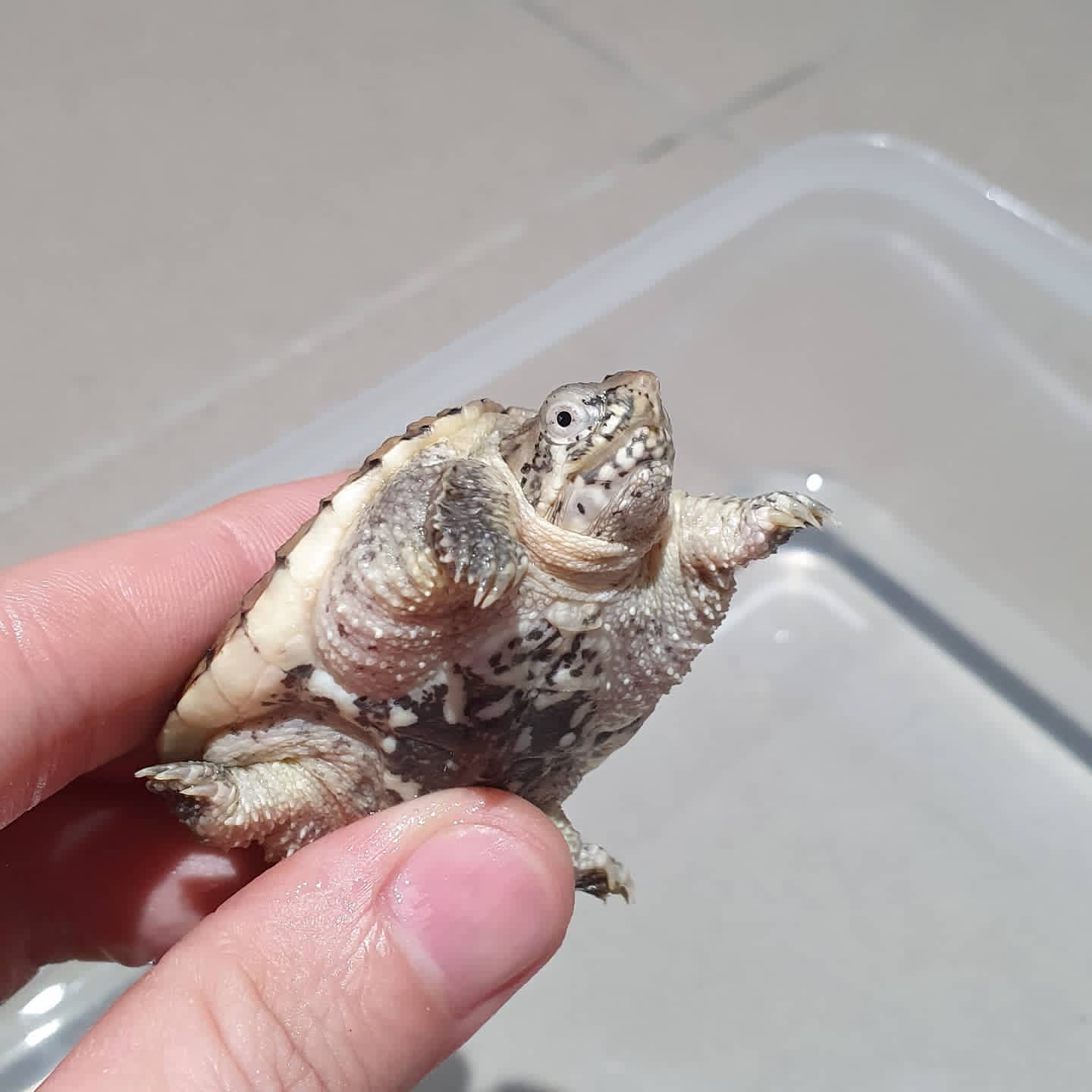 Hypo Snapping Turtle For Sale - Image 2