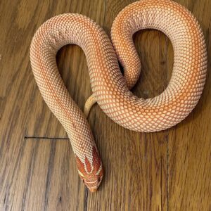 Albino Super Anaconda Hognose For Sale