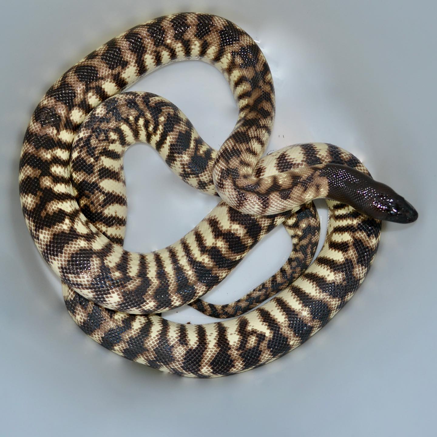Black Headed Python For Sale - Image 2
