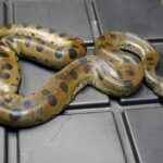 Green Anaconda For Sale