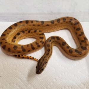 Yellow Anaconda For Sale
