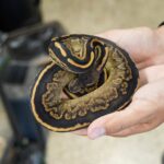 Black Pastel Mahogany Ball Python for sale at Celestial Reptiles