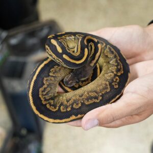 Black Pastel Mahogany Ball Python for sale at Celestial Reptiles