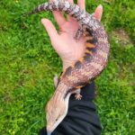 Blue Skink Tongue male Blue Tongue Skink for sale