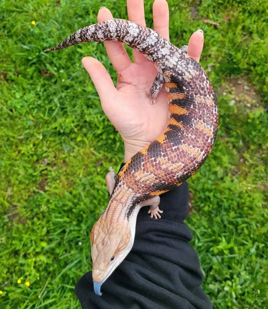 Blue Skink Tongue male Blue Tongue Skink for sale