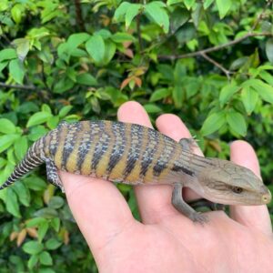 Drako