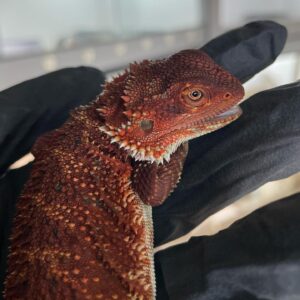 Bertha