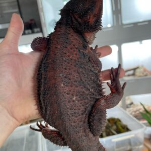 Chiquita