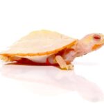 Baby Albino Pinkbelly Side neck Turtle For Sale