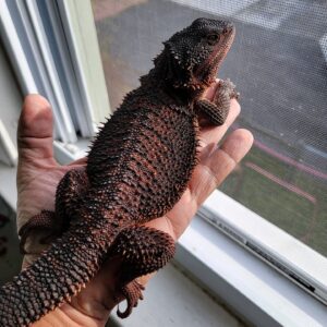 Mushu