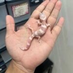 Female Leopard Gecko for sale for $100
