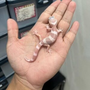 Female Leopard Gecko for sale for $100