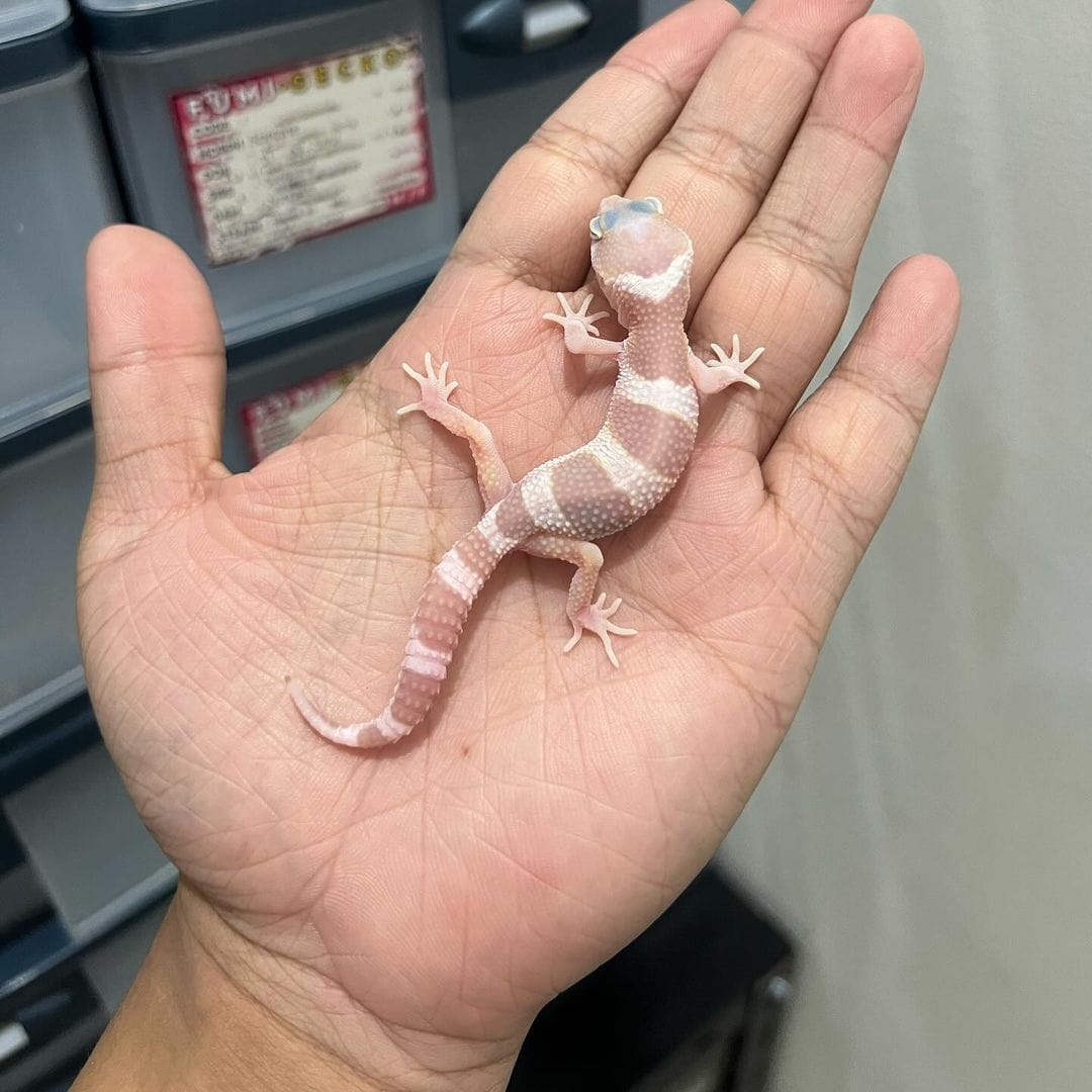 Female Leopard Gecko for sale for $100