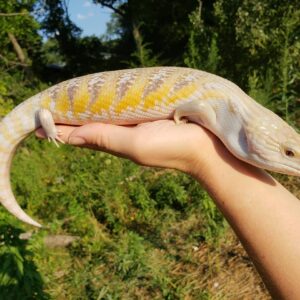 Female Northern Blue Tongue Skink for sale for $250