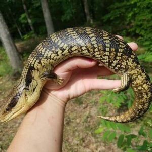Female Pink Tongue Skink for sale for $400
