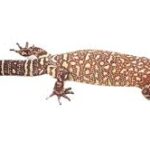 Mexican Beaded Lizard For Sale