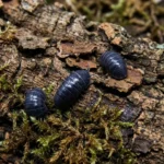 Armadillidium Klugii Pudding Isopods For Sale