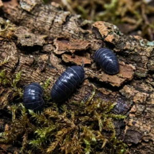 Armadillidium Klugii Pudding Isopods For Sale