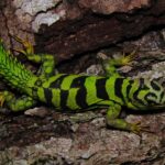 Green Thorny tail Iguana For Sale