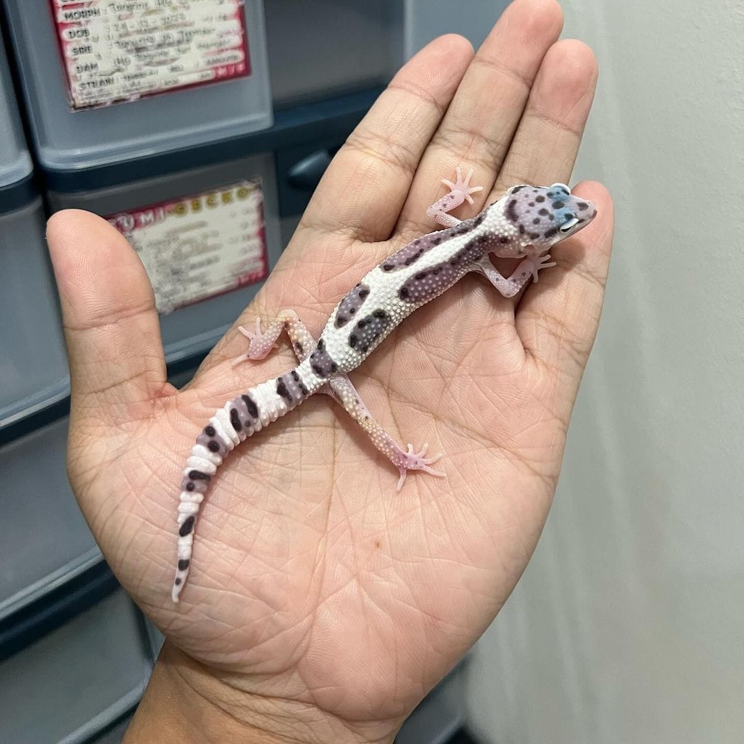 Male MS Bold Aberrant Leopard Gecko for sale