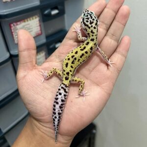 Tangerine Stripe male Leopard Gecko for sale near me