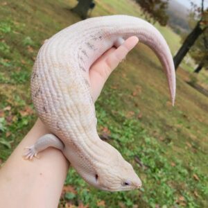 Male Pink Tongued Skink for sale for $350