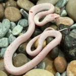 Baby Palmetto Het Amel Cornsnake