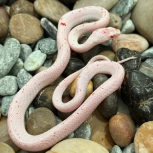 Baby Palmetto Het Amel Cornsnake