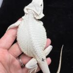 Levi