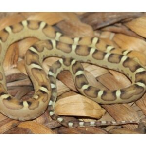 Baby Scaleless Het Caramel Cornsnake For sale
