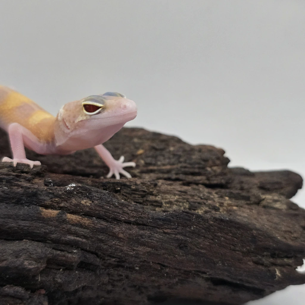 Close-up of a Snake Eyes Leopard Gecko