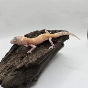 Snake Eyes Leopard Gecko for sale with Bell Albino coloration