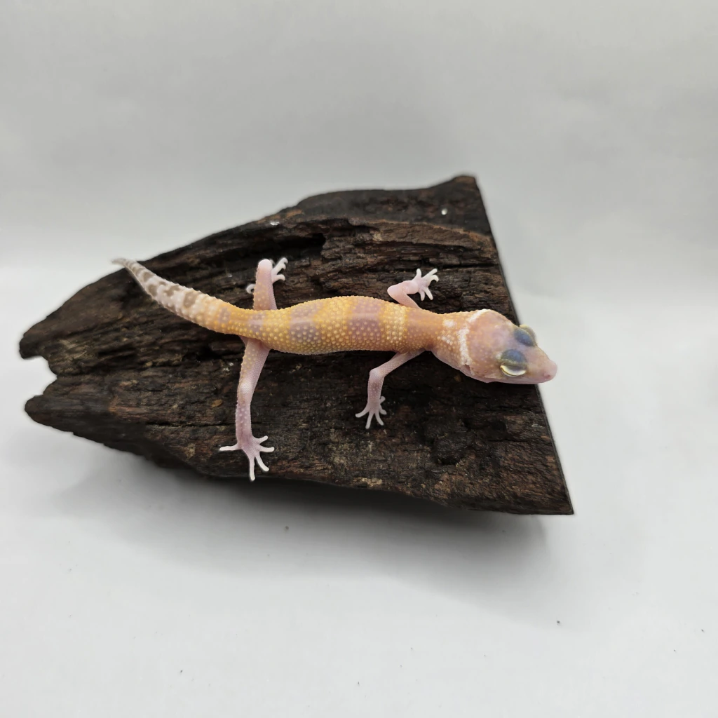 Side view of a Bell Albino Snake Eyes Leopard Gecko