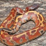 Bangka Blood Python For Sale