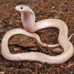 Leucistic Indonesian Spitting Cobra For Sale