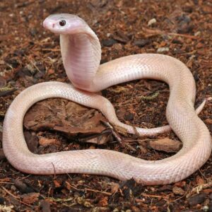Leucistic Indonesian Spitting Cobra For Sale
