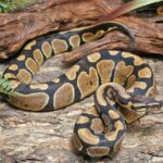 Captive bred male Super Mandarin Ball Python Python regius for sale at Celestial Reptiles